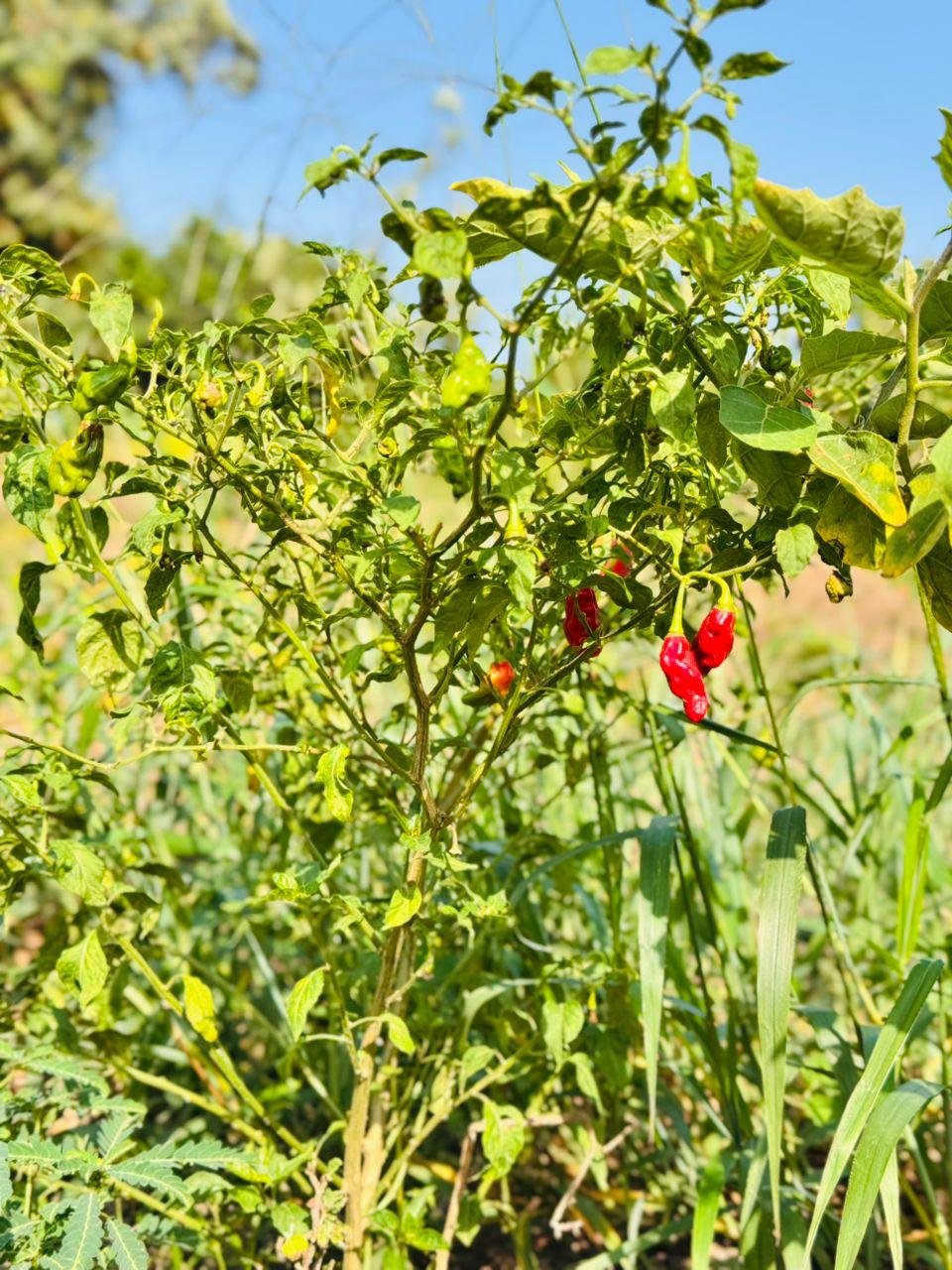 photo_2026-03-19_02-35-25